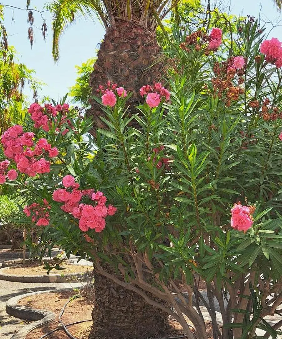 דירות פאלם-מאר Casa Petri