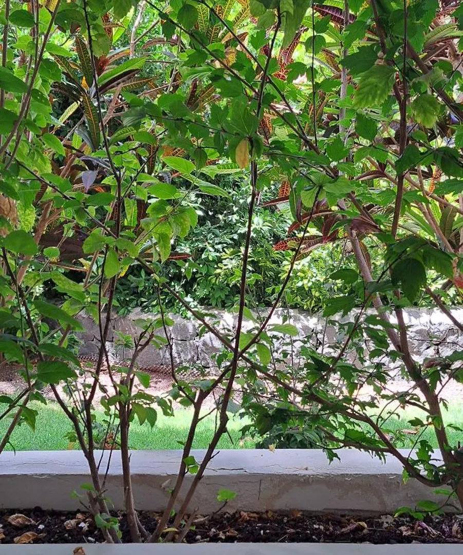 팔름-마르 Casa Petri 아파트 스페인